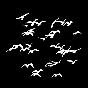 Gobo, Flock Of Birds MS-1137-0