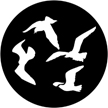 Gobo, Boundaries & Wildlife: Gulls - 78096-0